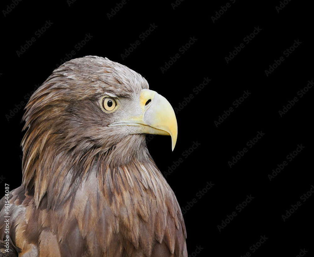 profile of a bird an eagle with a big beak on a black background profile of a bird an eagle with a big beak on a black background