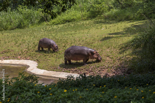 hippopotamus in the zoo