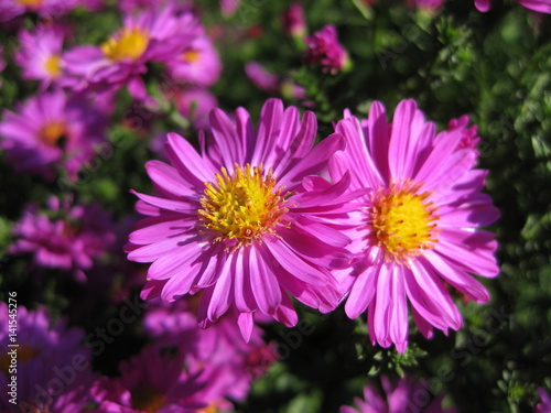 Beautiful pink bushy aster flower in a natural garden environment - sunny bright scene