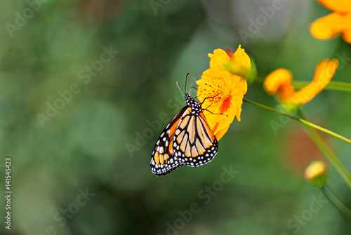 Beautiful Monarch butterfly on an orange flower