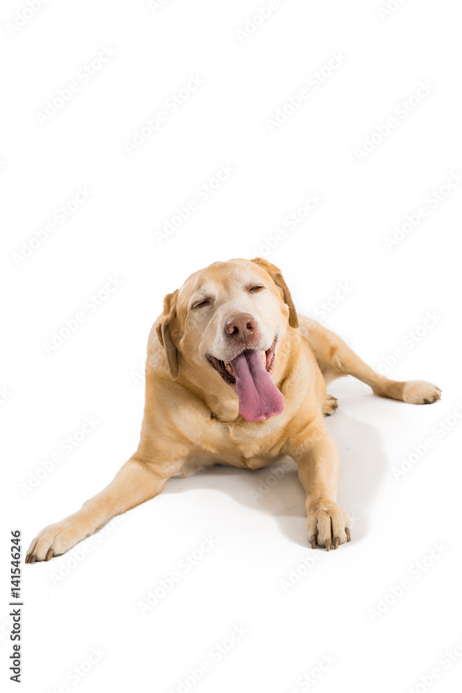 One yellow labrador