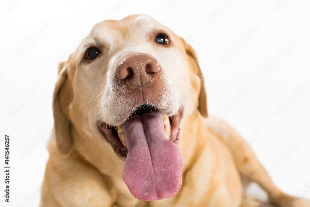 Obraz premium One yellow labrador