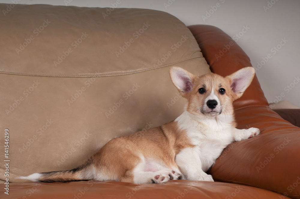 Pembroke Welsh Corgi