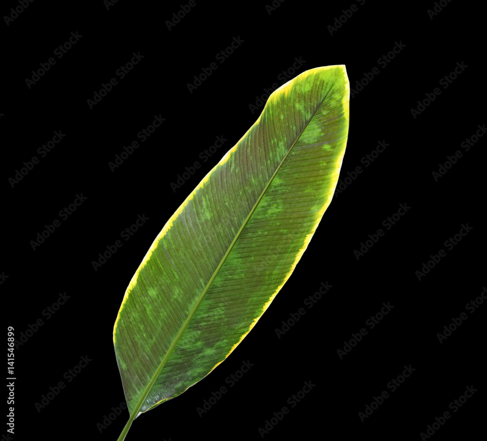 Fototapeta premium Banana Leaf