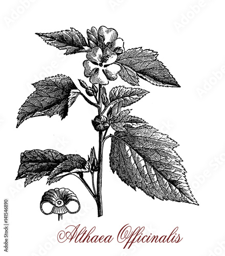 Fotografie Vintage engraving of Althaea officinalis or common marshmallow, medicinal and ornamental plant,used in traditional herbal medicine, the flowers are of pale colors, the plant is edible
