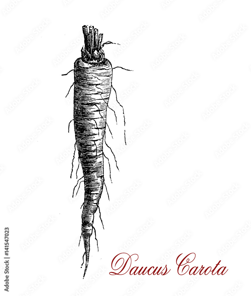 Vintage engraving of carrot, root vegetable, usually orange in colour