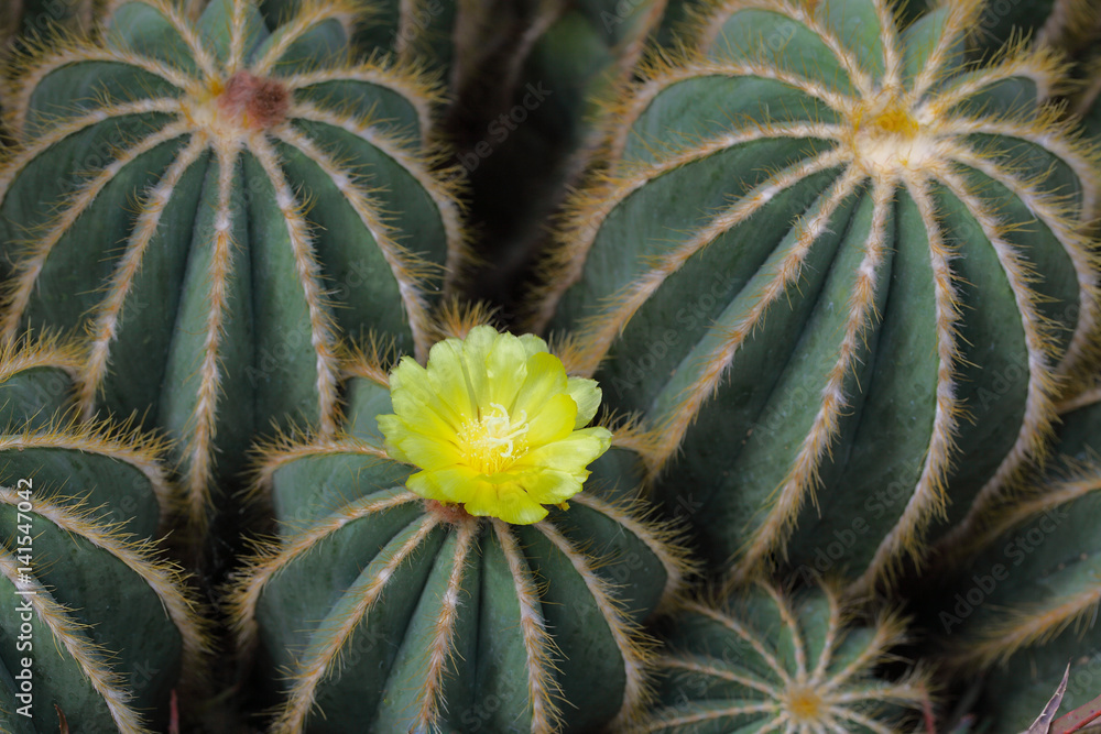 Ball Cactus Flower Ball Cactus Flower