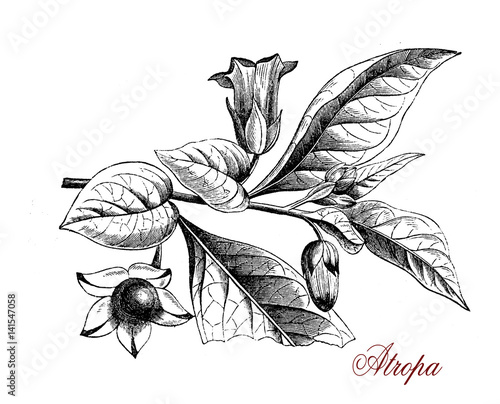 Fotografija Atropa flowering plant of the nightshade family with glossy berries highly toxic