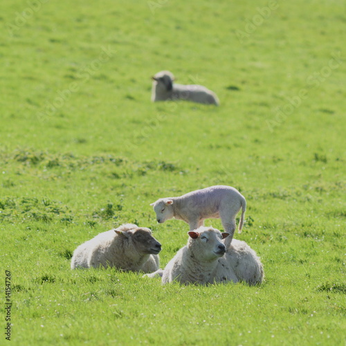 Sheep grazing on a farmland in rural Devon, England