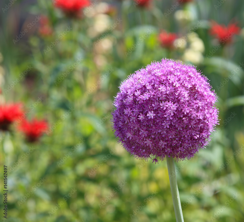Obraz premium Allium Giganteum Flower