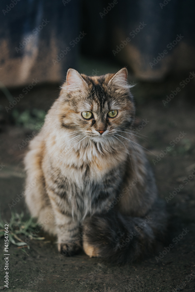 Domestic cat sitting outside in front of the camera.
