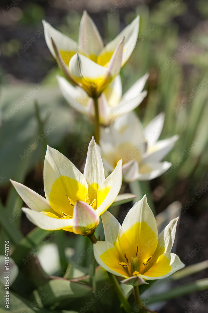 Fototapeta premium Spring tulips in full bloom