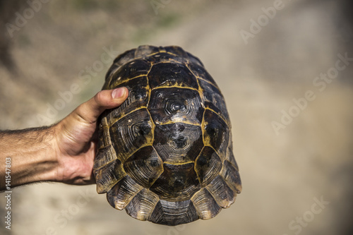 mountain turtles