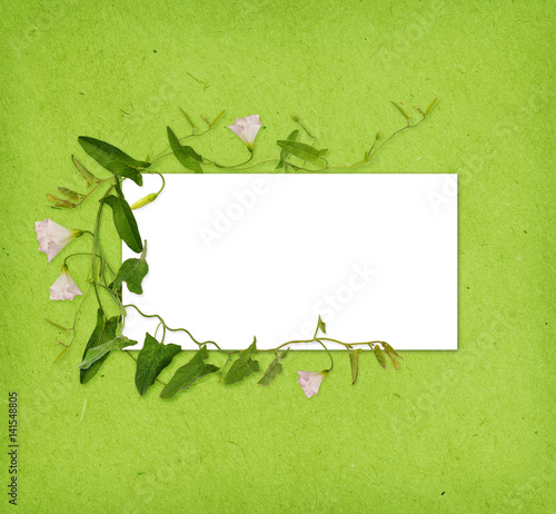 Bindweed flower and leaves ...