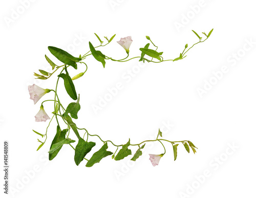 Bindweed flower and leaves ...