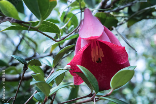 flores