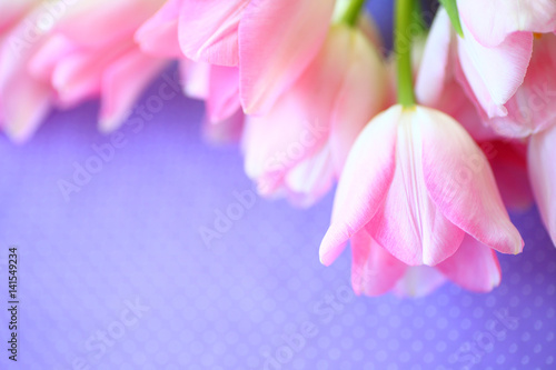 Fototapeta Naklejka Na Ścianę i Meble -  Pale pink tulips on a lavender-colored background with polka dots