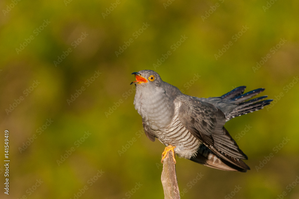 Sitting on a branch of a spring day / Common Cuckoo Sitting on a branch of a spring day / Common Cuckoo