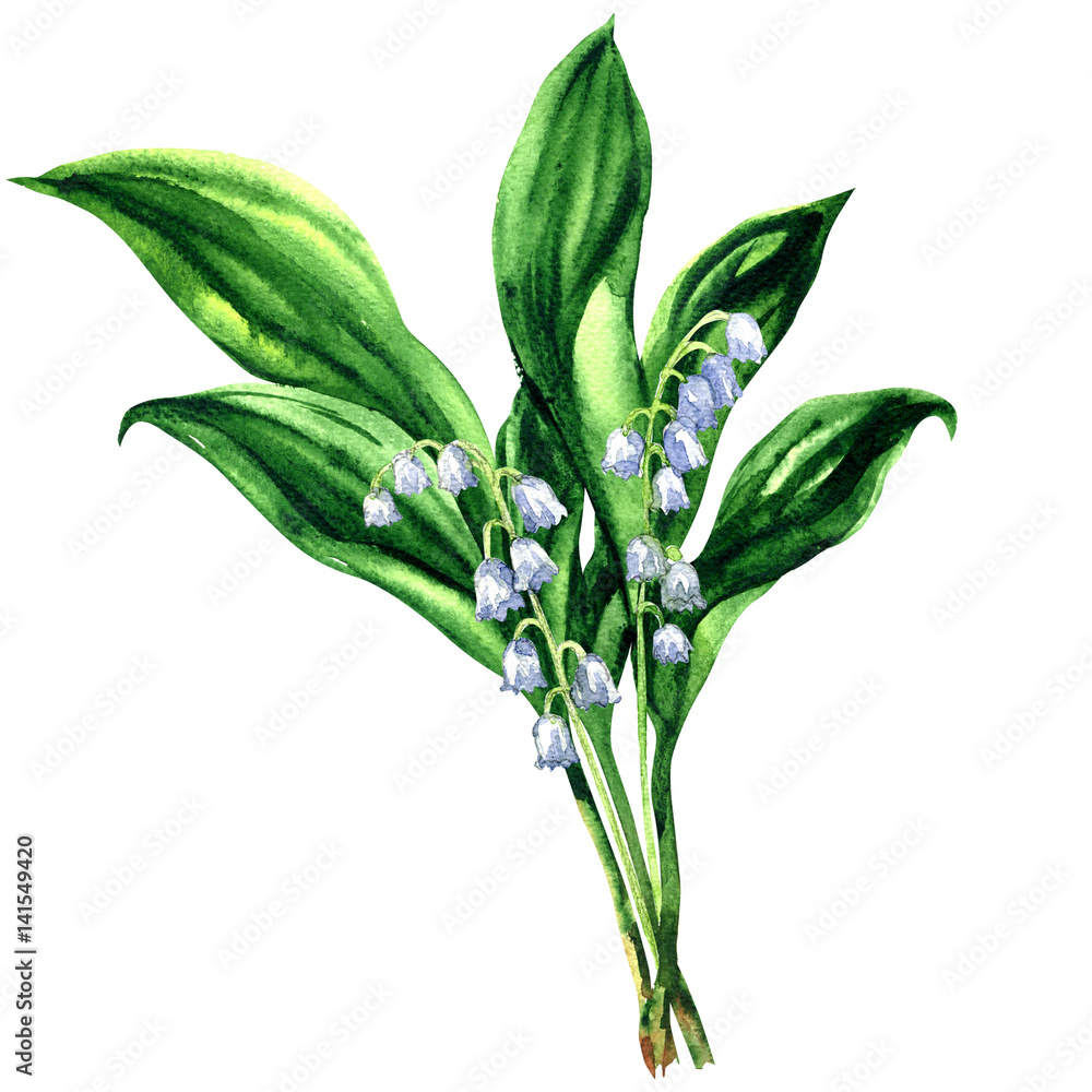 Obraz premium Lily of the valley, bouquet of spring flowers, isolated, , watercolor illustration on white