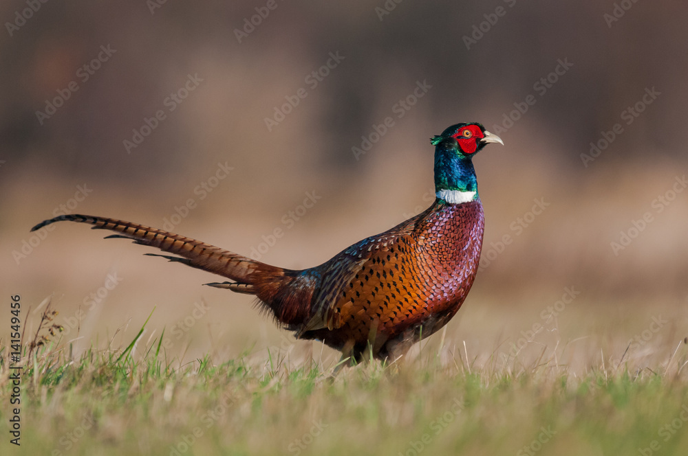 Fototapeta premium Beautiful sunny day in the meadow / Common Pheasant