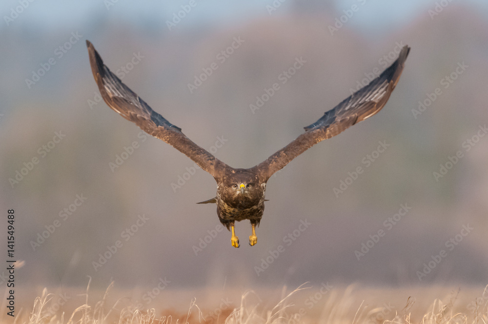 Obraz premium Flying over a meadow on a sunny day / common buzzard