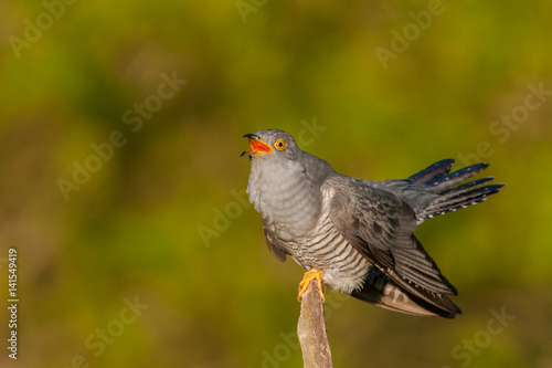Sitting on a branch of a spring day / Common Cuckoo