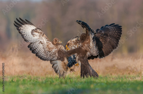 Fight on the meadow in the winter and sunny day / Common Buzzard