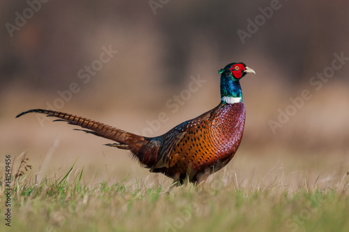 Beautiful sunny day in the meadow / Common Pheasant