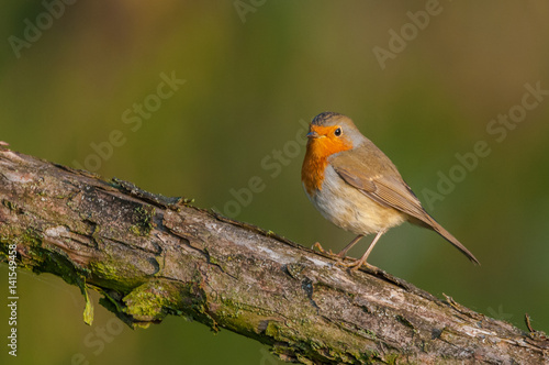 Sitting on a branch of a spring day / European Robin