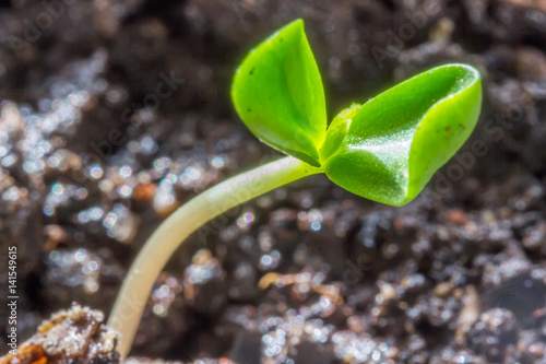 Young sprouted sprout   from soil
