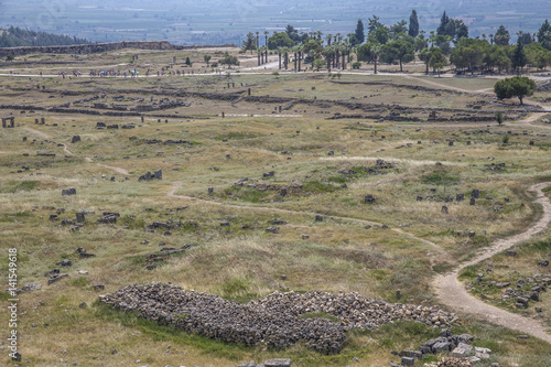 lavender field in provence
