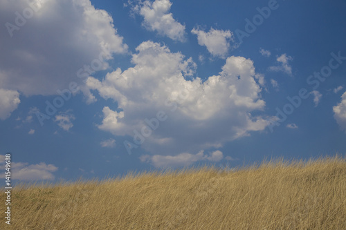 Blue sky with clouds and yellow field