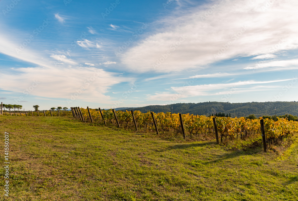 The plant and the vineyard in the beautiful countryside of Lucignano in Tuscany