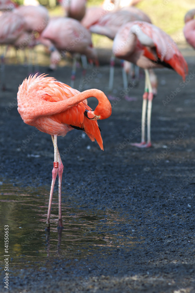 Obraz premium Pink Flamingo