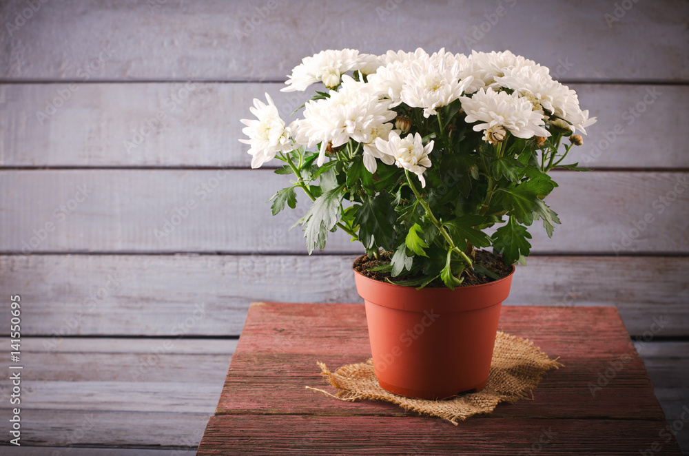 White Chrysanthemum in flower pot on wooden backround