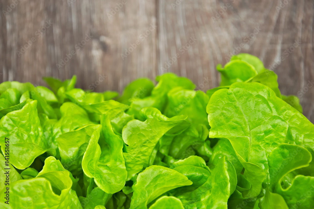 Fresh green lettuce