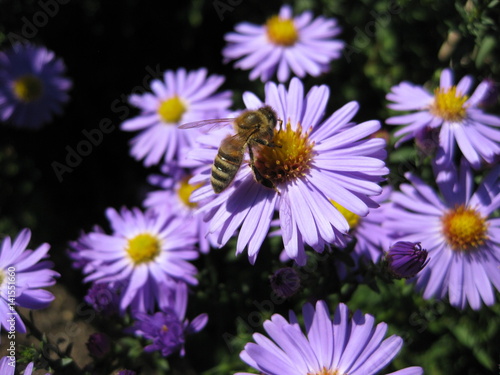 Beautiful bushy aster flower in a natural garden environment - sunny bright scene - one busy bee