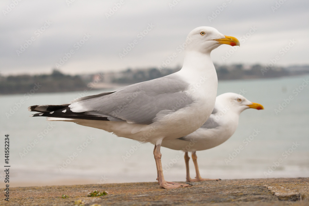 Two seagulls stand on an old wall front of the sea on a grey sky at Saint-Malo in Brittany France Two seagulls stand on an old wall front of the sea on a grey sky at Saint-Malo in Brittany France