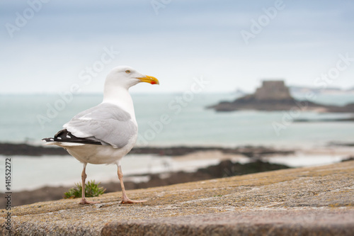 Seagull stands on an old wall front of the sea on a blue sky at Saint-Malo in Brittany France