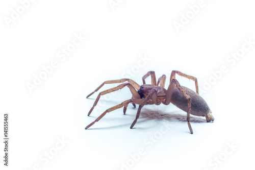 Macro light brown home spider with white background