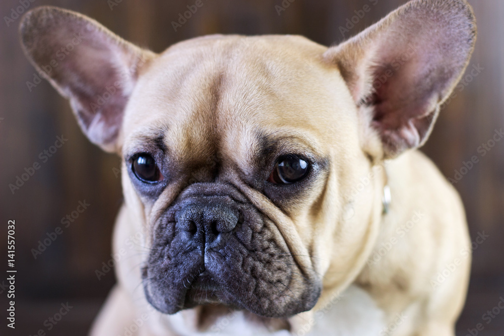 Cute fawn funny dog breed french bulldog sitting on a wooden brown rustic background, close-up