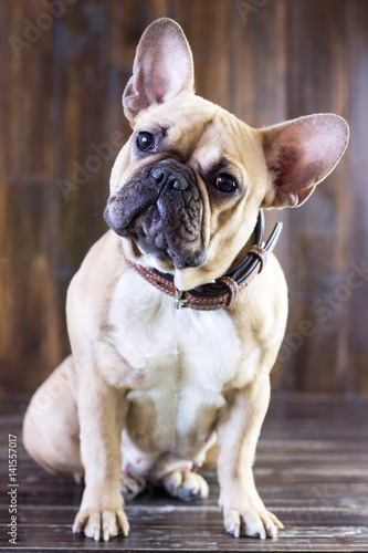 Cute fawn funny dog breed french bulldog sitting on a wooden brown rustic background, close-up © mala_koza