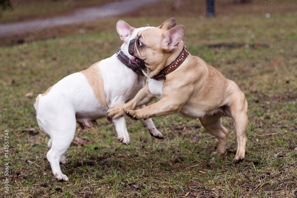 Couple of nice dog breed french bulldog fawn and white color in spring in park play and fight, pets closeup in the morning, selective focus Couple of nice dog breed french bulldog fawn and white color in spring in park play and fight, pets closeup in the morning, selective focus