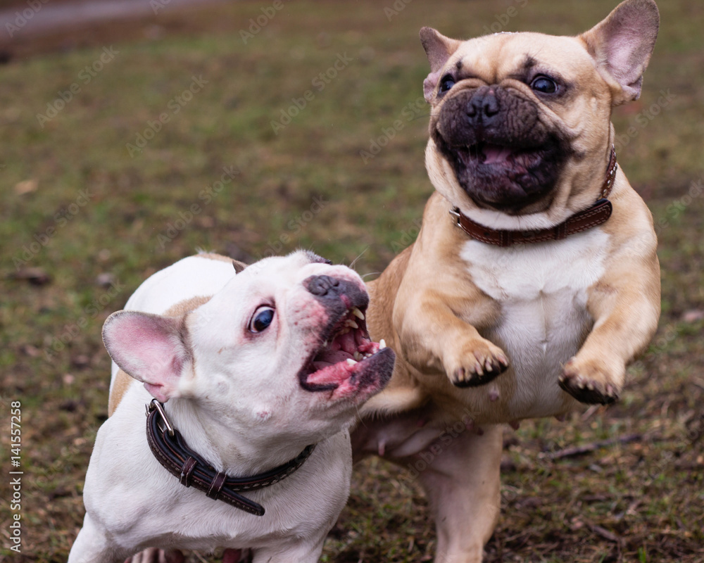 Fototapeta premium Couple of nice dog breed french bulldog fawn and white color in spring in park play and fight, pets closeup in the morning, selective focus