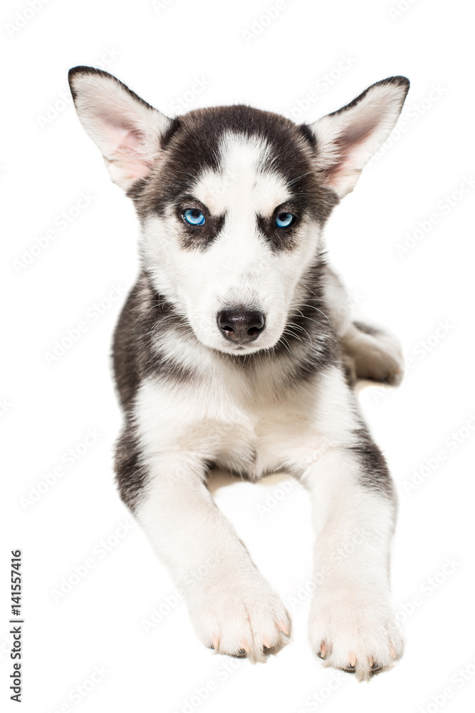 Siberian Husky puppy isolated on a white background