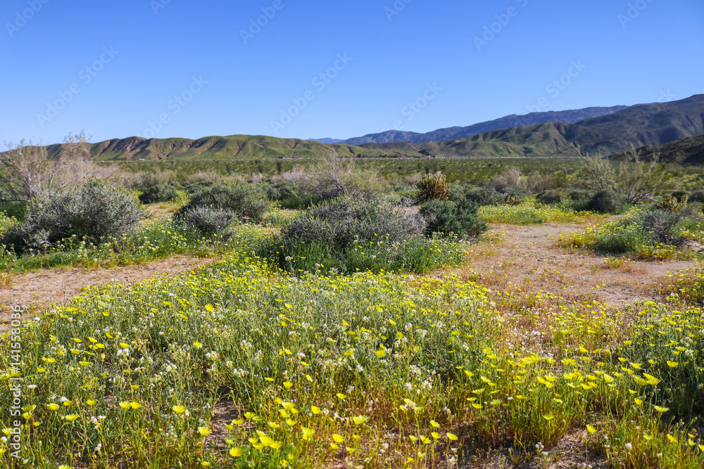Thousands of wildflowers, Anza-Borrego Desert State Park