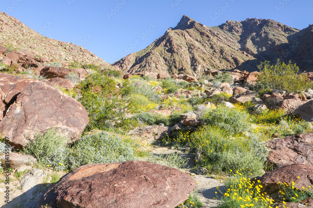 Wildflowers in Borrego Palm Canyon, Anza-Borrego Desert