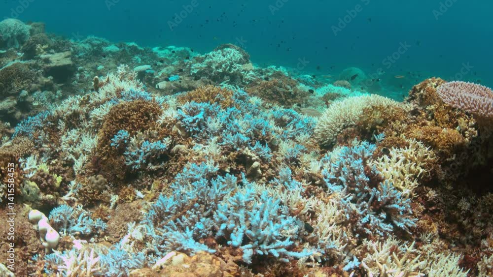 Coral bleaching occurs when sea surface temperatures rise. Coral bleaching occurs when sea surface temperatures rise.