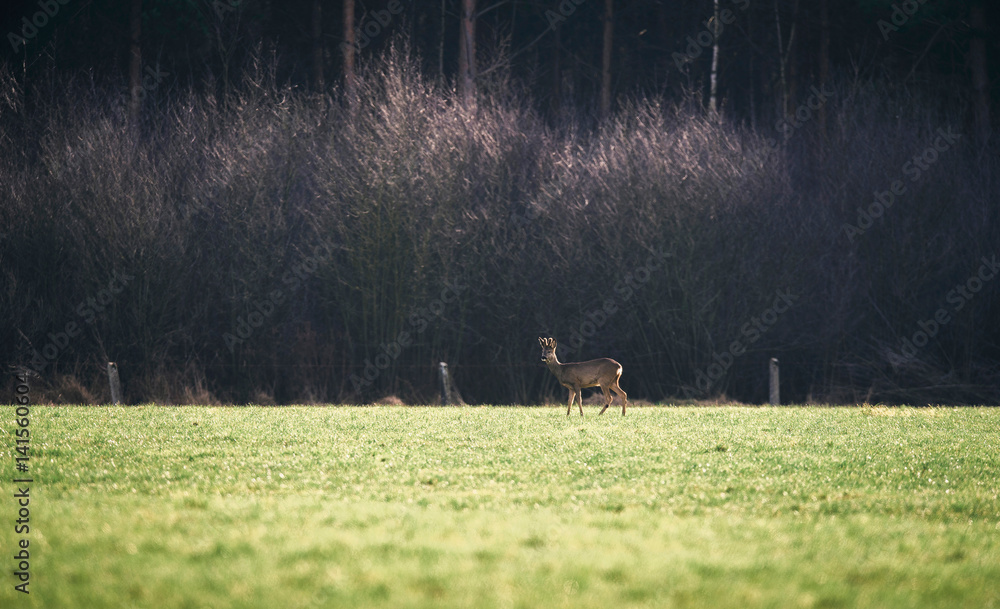 Roe buck with bark antlers in meadow. Roe buck with bark antlers in meadow.
