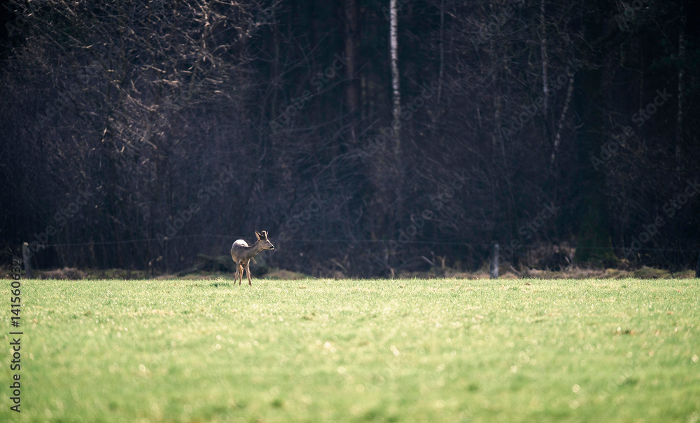 Roe deer buck with bark antlers standing in field. Roe deer buck with bark antlers standing in field.